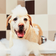 Image for article titled Guy who got roasted for using dog shampoo really wants to be known as "the guy who got roasted for using dog shampoo"